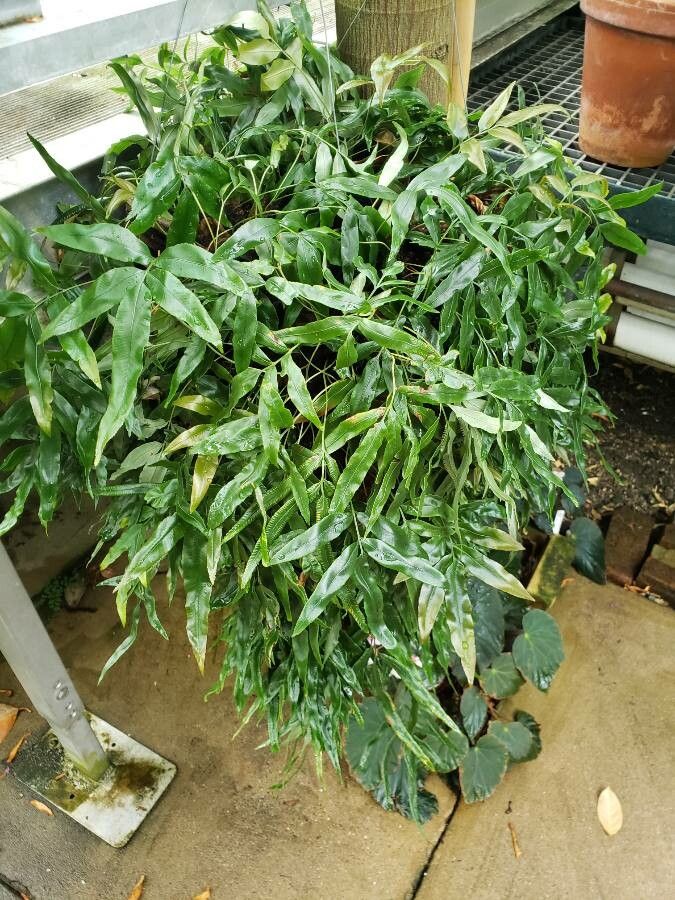 Davallia pentaphylla habit