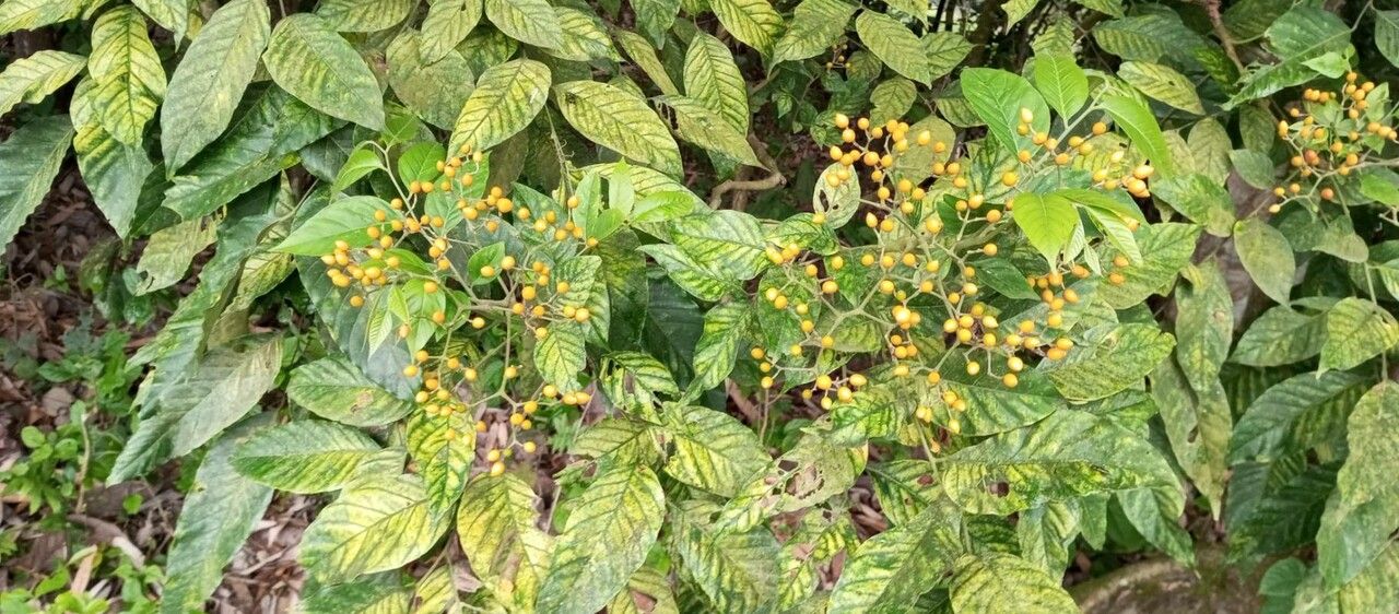 Micromelum integerrimum fruit