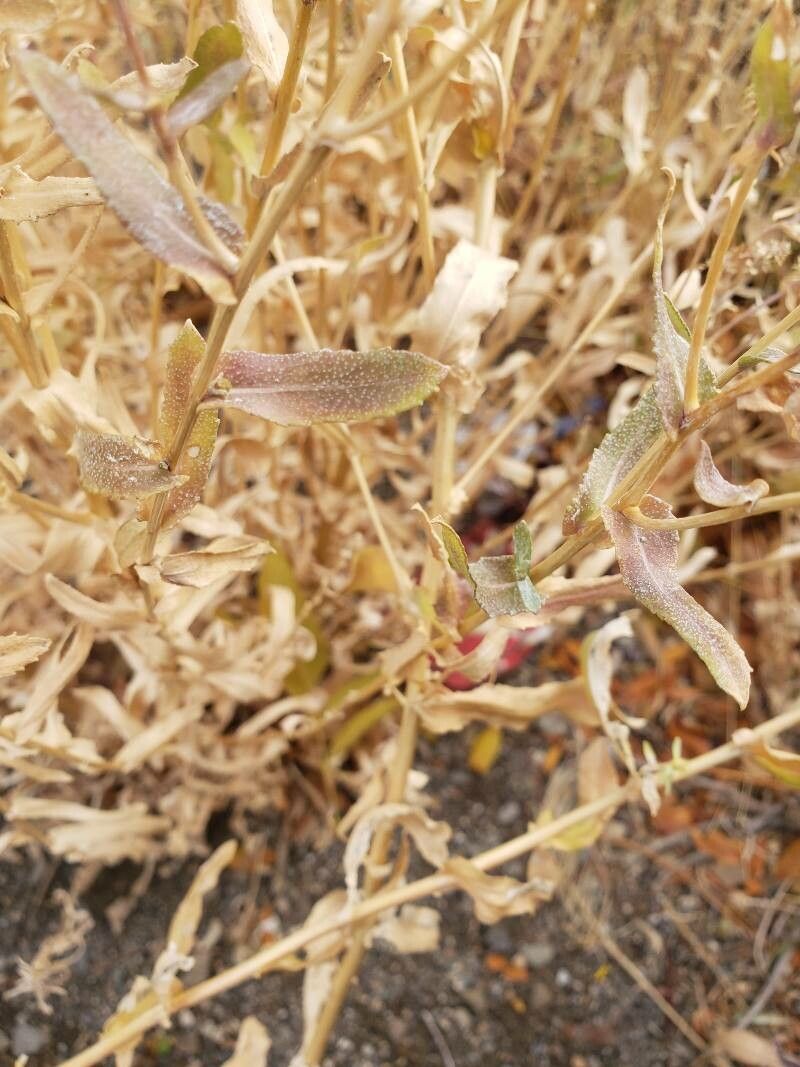 Grindelia subalpina — houseplant care guide