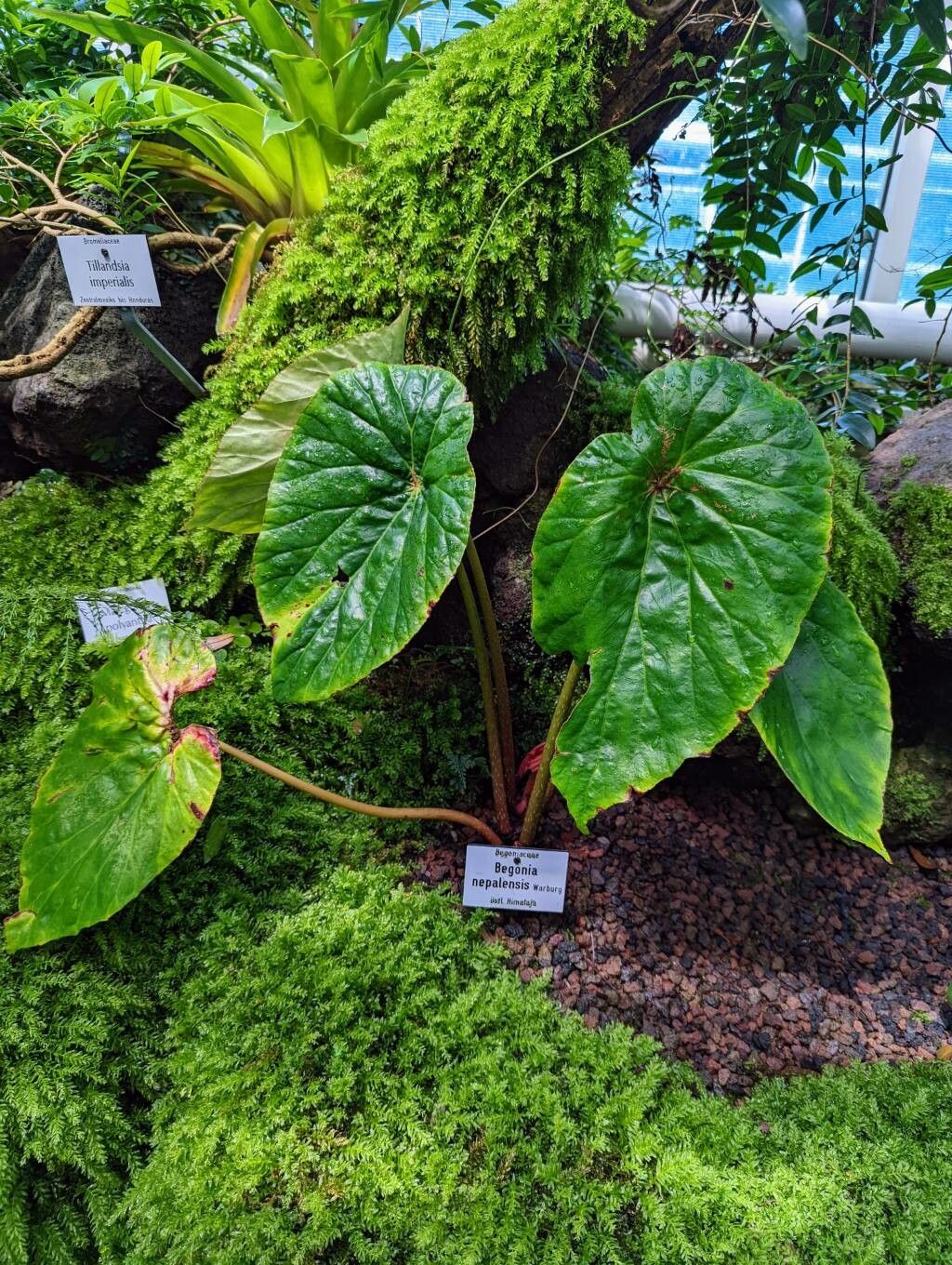 Begonia nepalensis habit