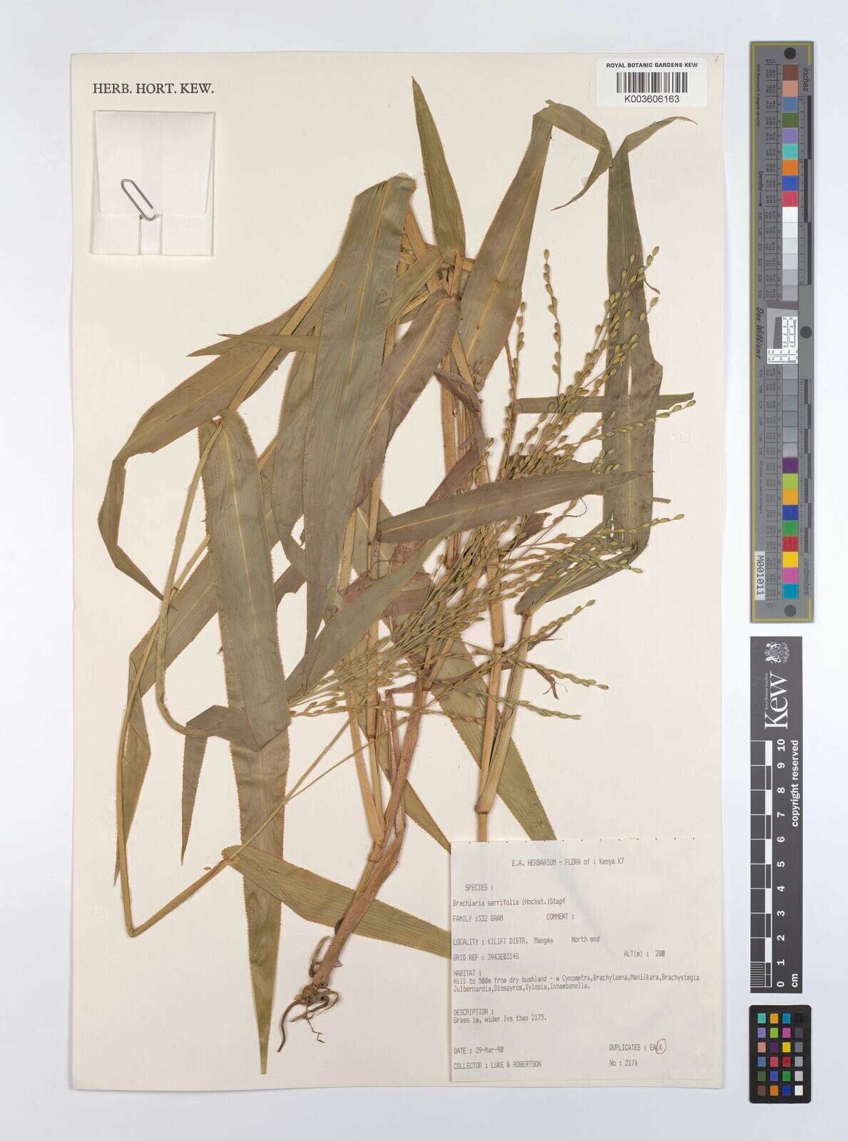 Urochloa serrifolia — houseplant care guide