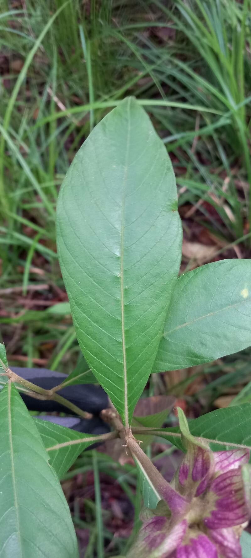 Palicourea bracteocardia — houseplant care guide