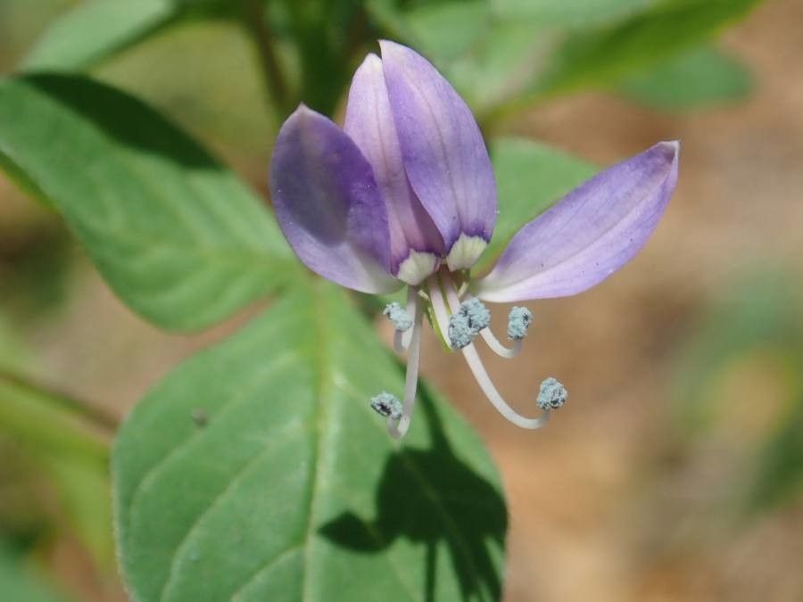 Cleome rutidosperma flower