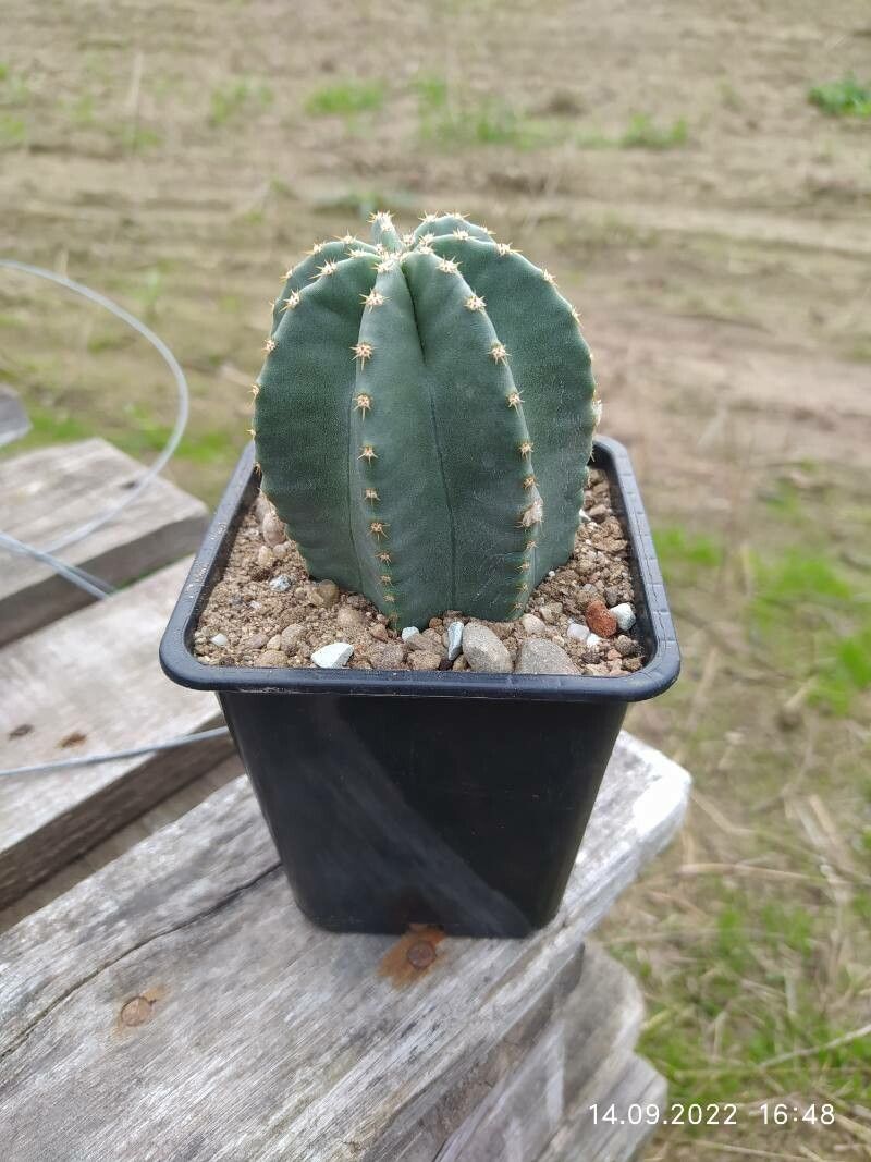 Echinocereus subinermis bark