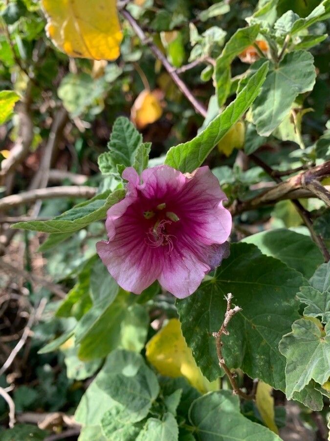 Malva olbia flower
