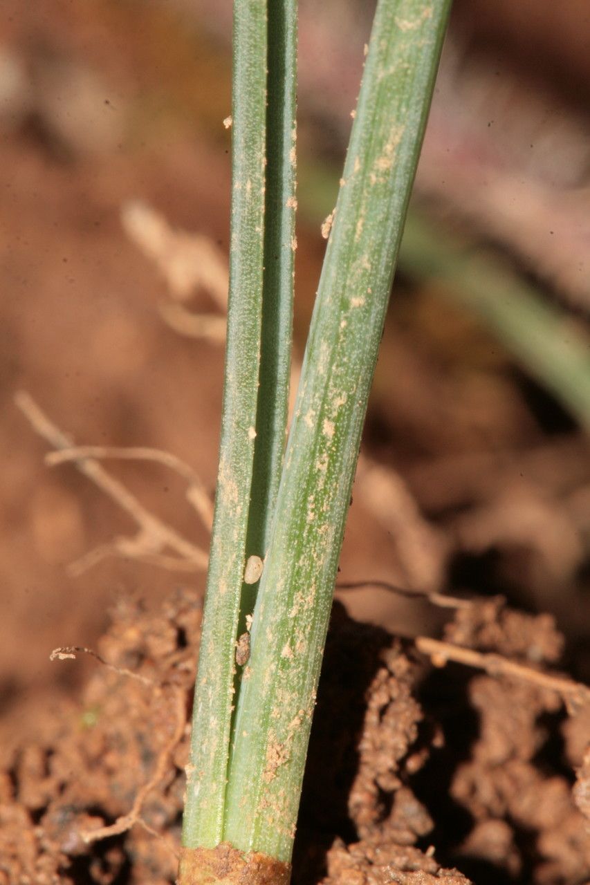 Narcissus elegans bark