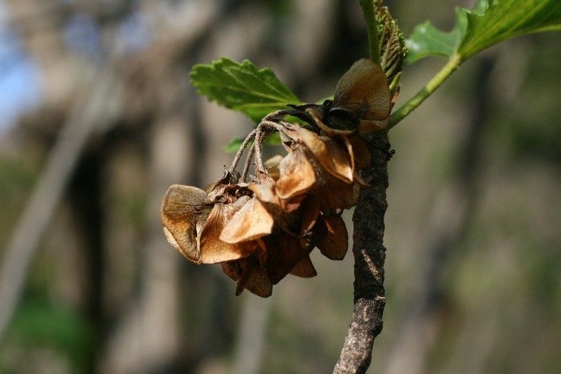 Dombeya acutangula fruit