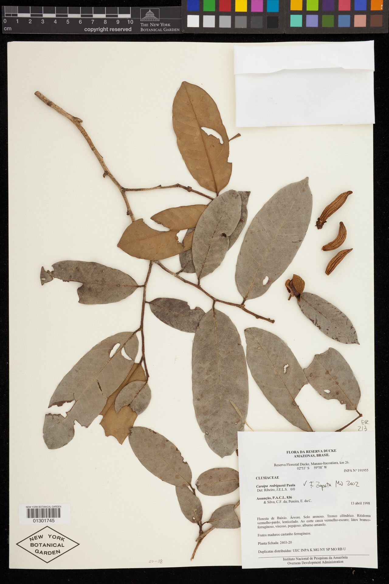 Caraipa rodriguesii — houseplant care guide