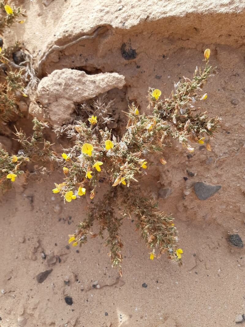 Ononis vaginalis — houseplant care guide