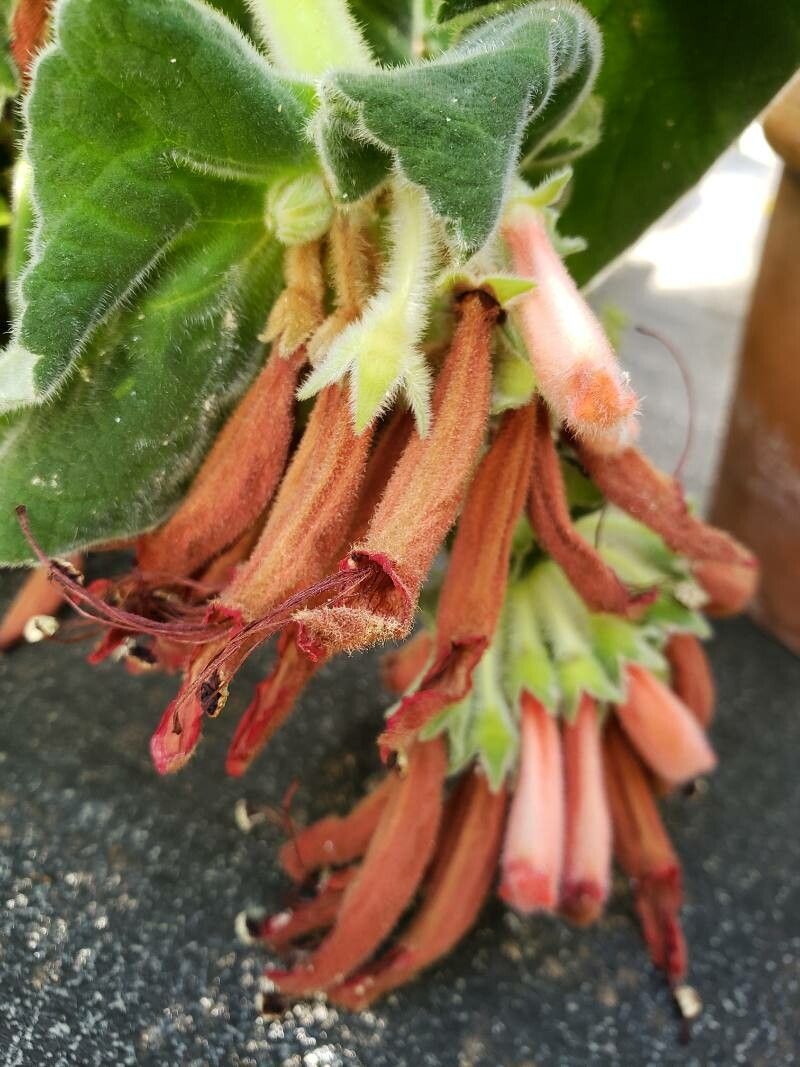 Sinningia cardinalis — search result for 'Sinningia'