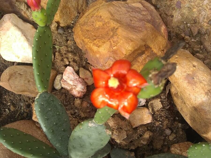 Tacinga inamoena flower