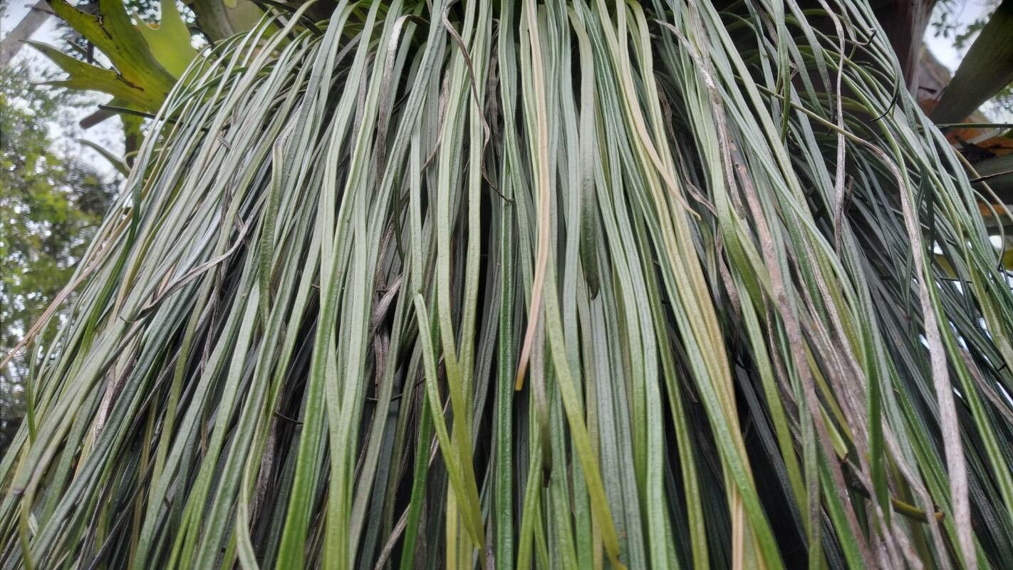 Carex × abitibiana — houseplant care guide