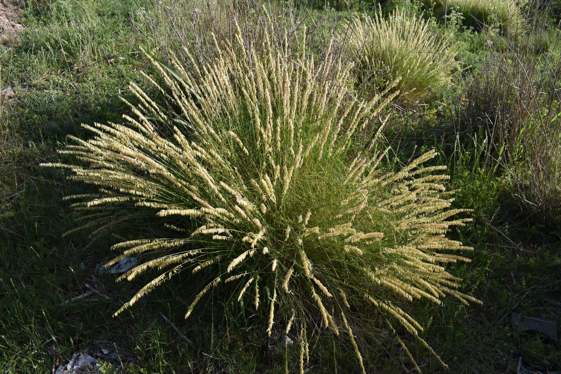 Melica macra habit