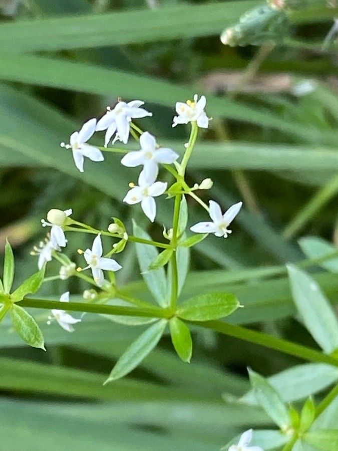 Galium mollugo flower
