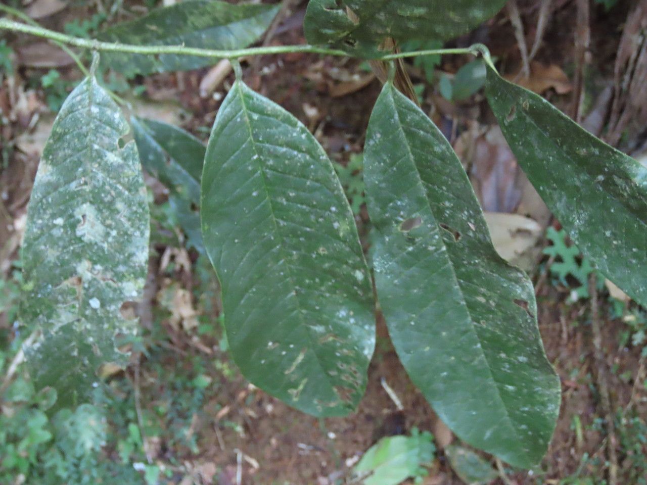Guatteria amplifolia — related species from the same genus