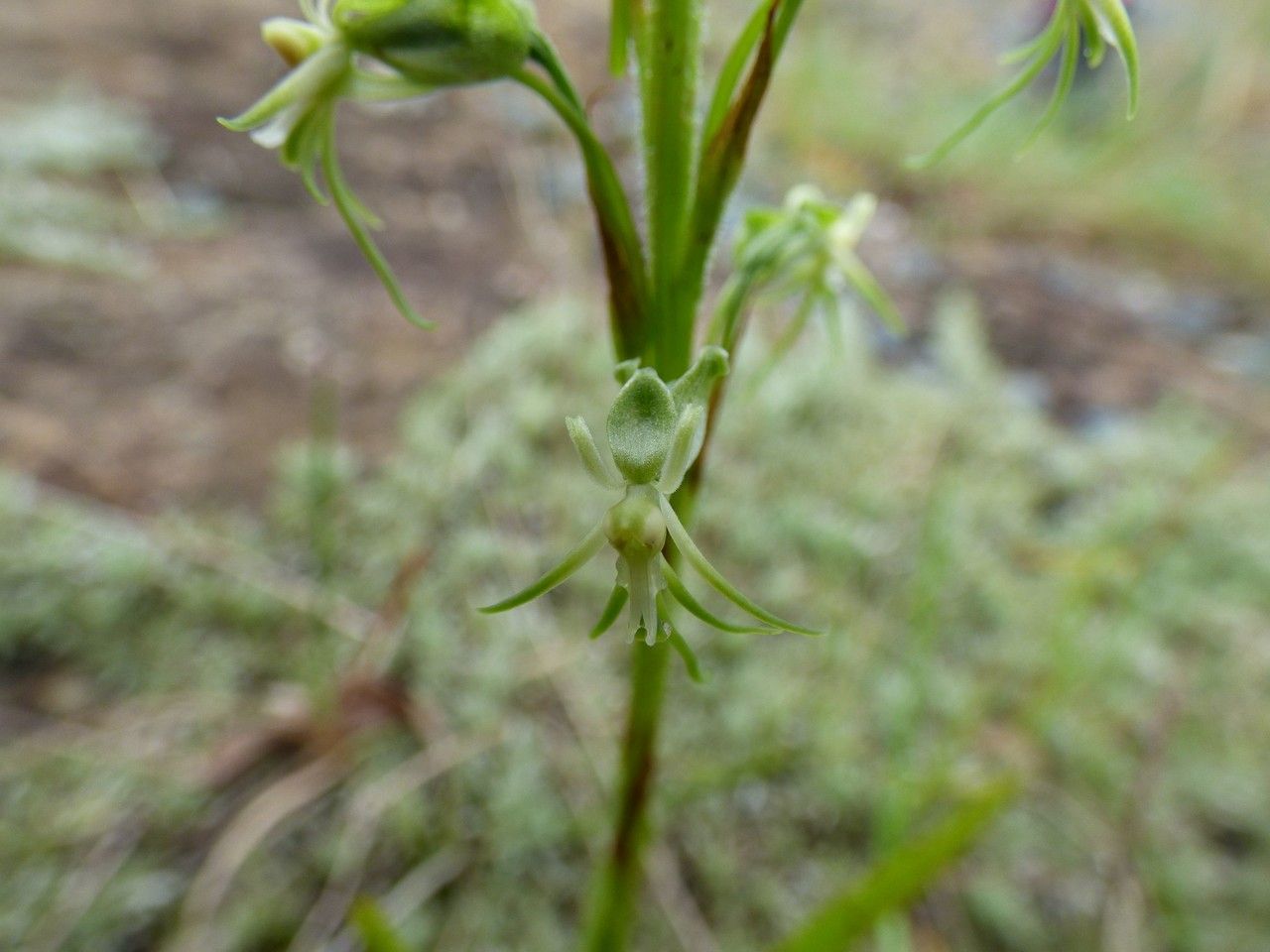 Habenaria galpinii flower