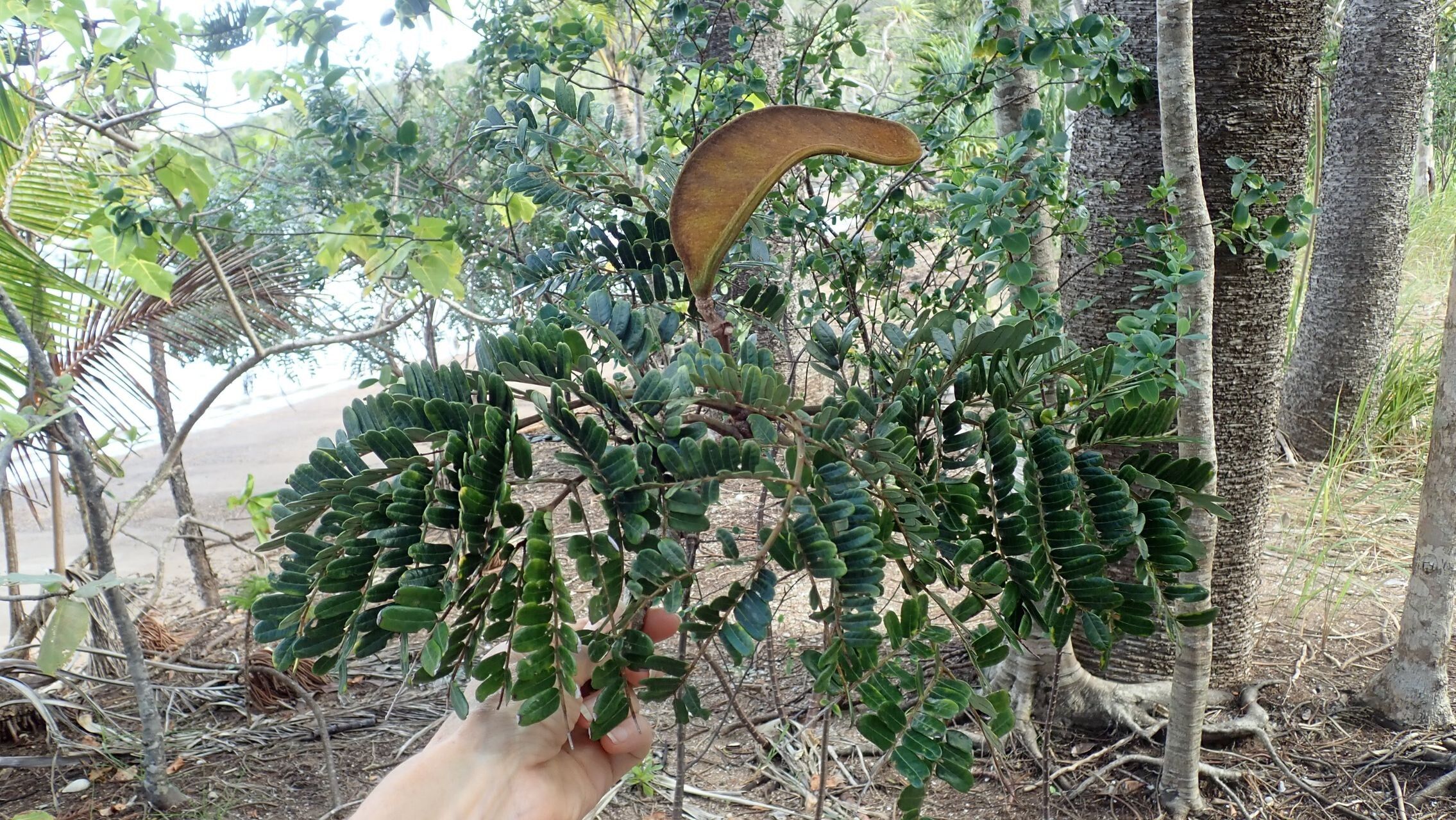 Serianthes sachetae leaf