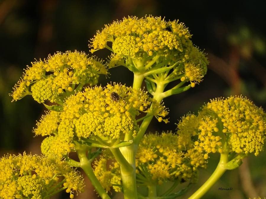 Ferulago campestris flower