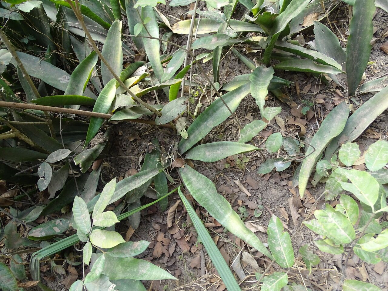 Sansevieria senegambica — search result for 'Sansevieria'