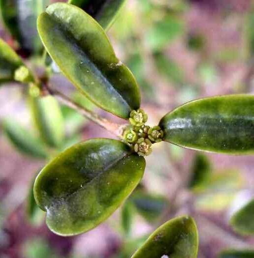 Euphorbia neoelliotii — houseplant care guide