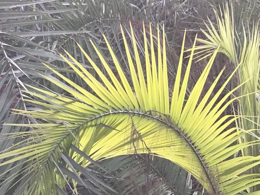 Phoenix rupicola — search result for 'Phoenix'