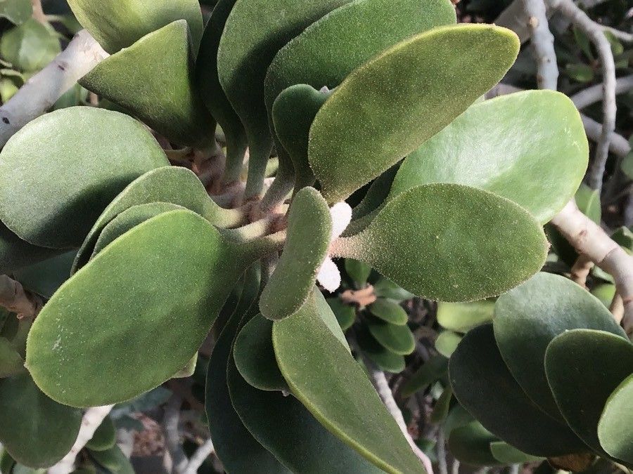 Kalanchoe dinklagei — search result for 'Kalanchoe'