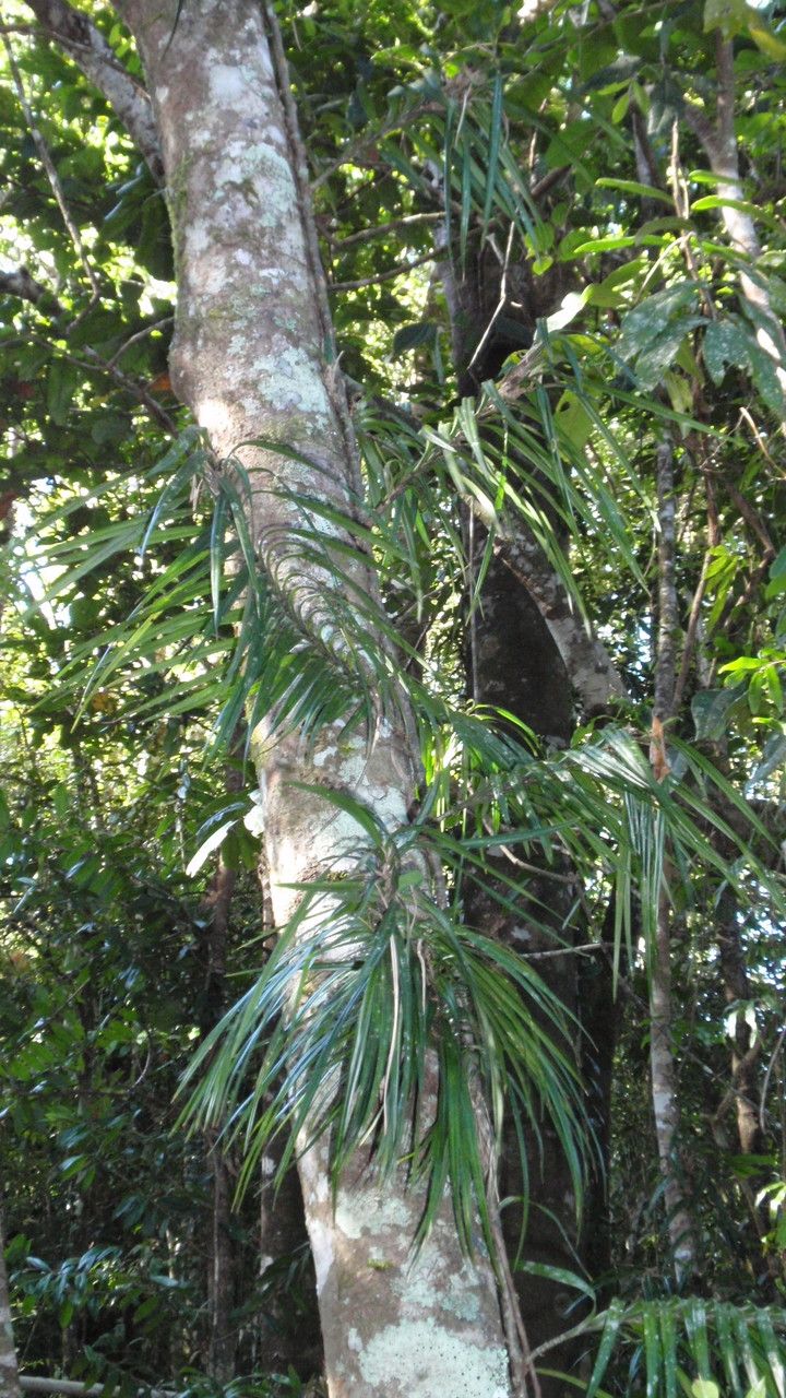 Freycinetia percostata — houseplant care guide