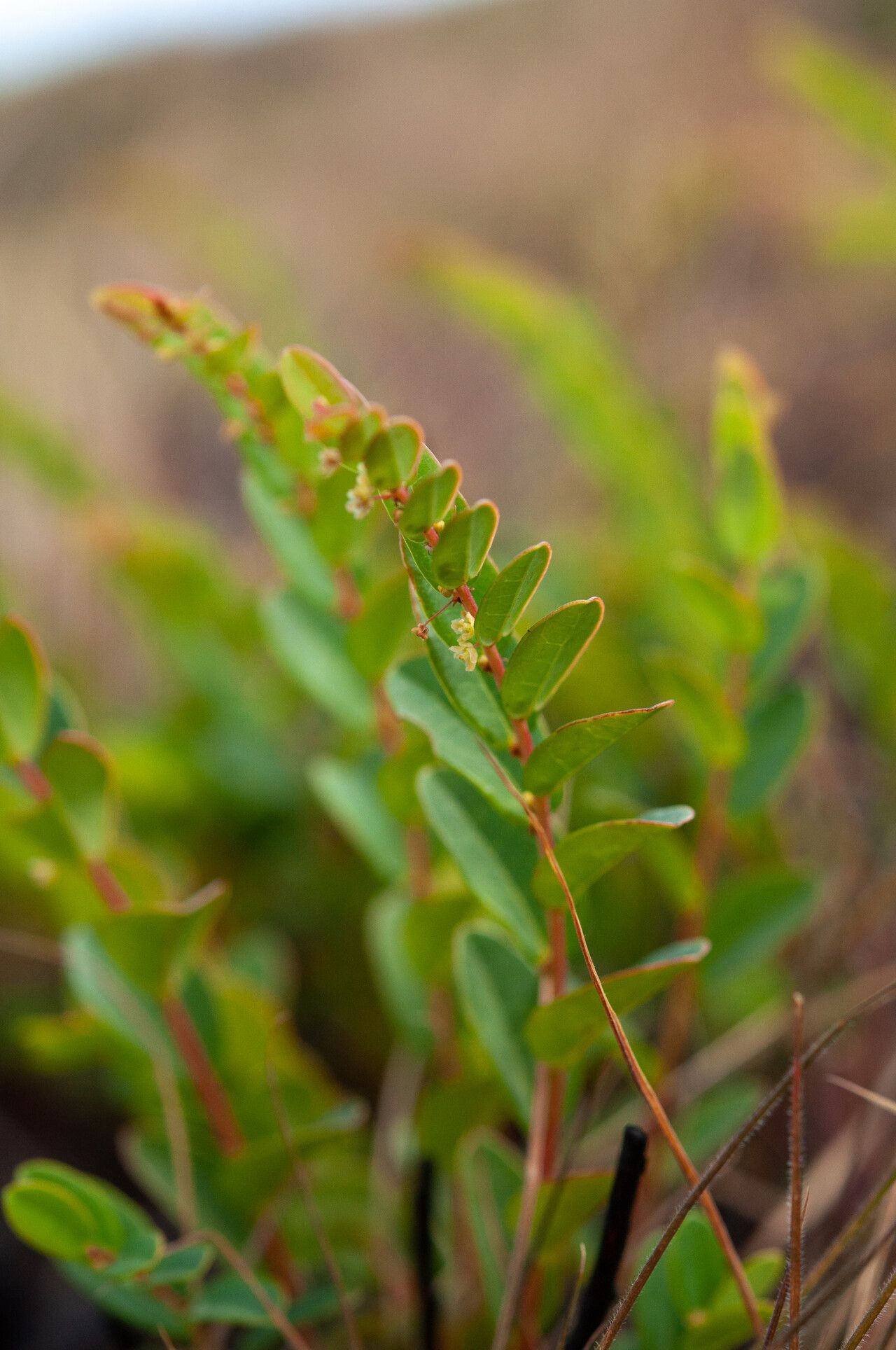 Phyllanthus alpestris habit