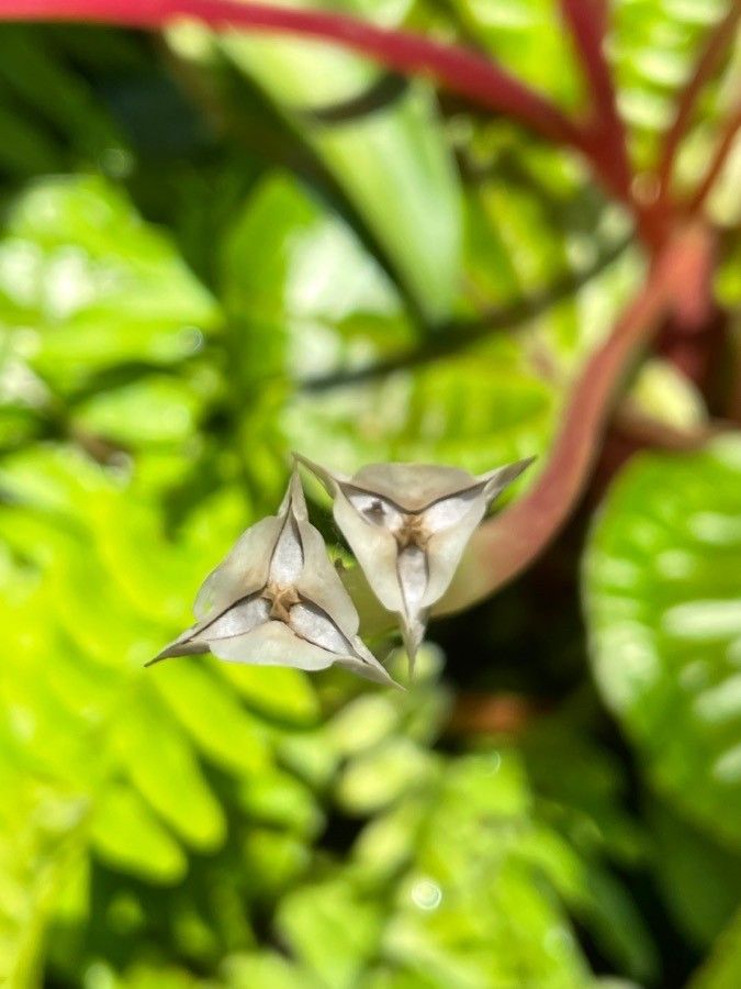 Monolena spp. flower