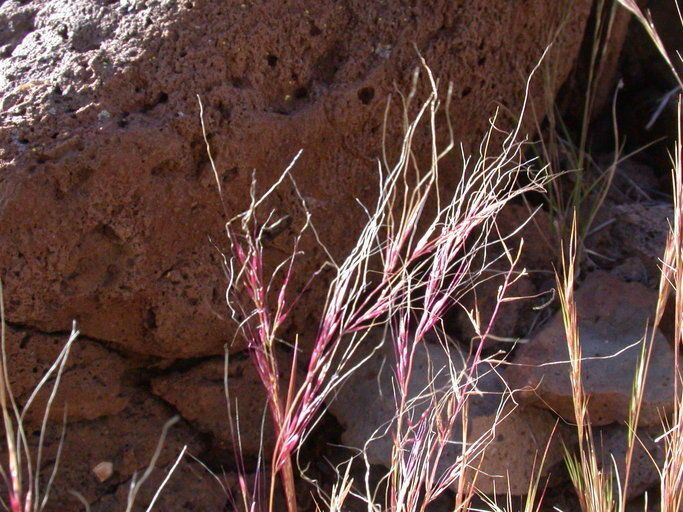 Muhlenbergia microsperma habit