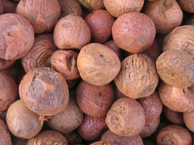 Aleurites moluccanus fruit