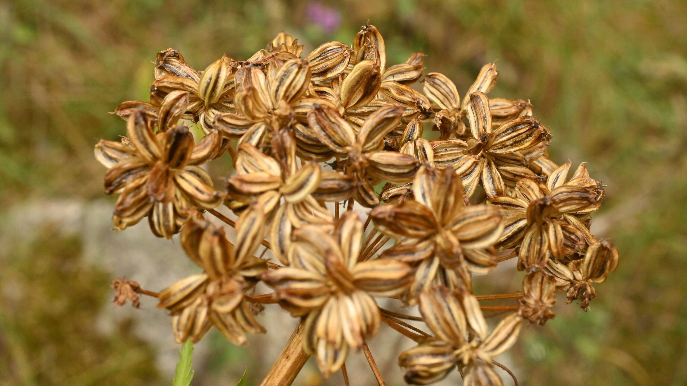 Molopospermum peleponnesiacum fruit