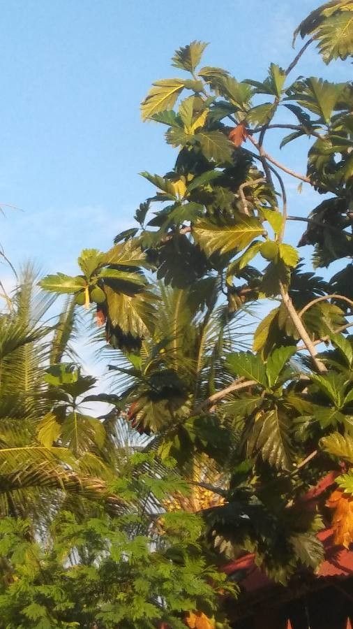 Artocarpus altilis — search result for 'Moraceae'