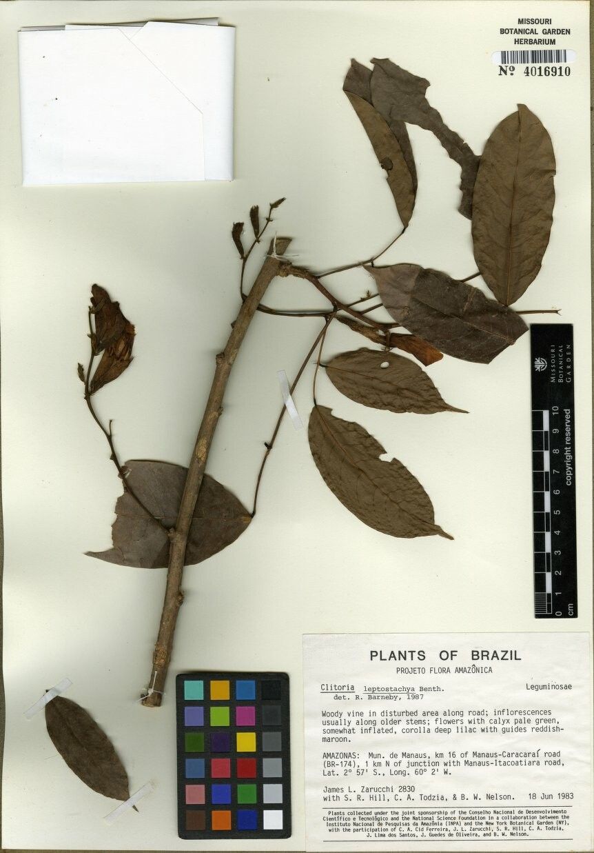 Clitoria leptostachya — houseplant care guide