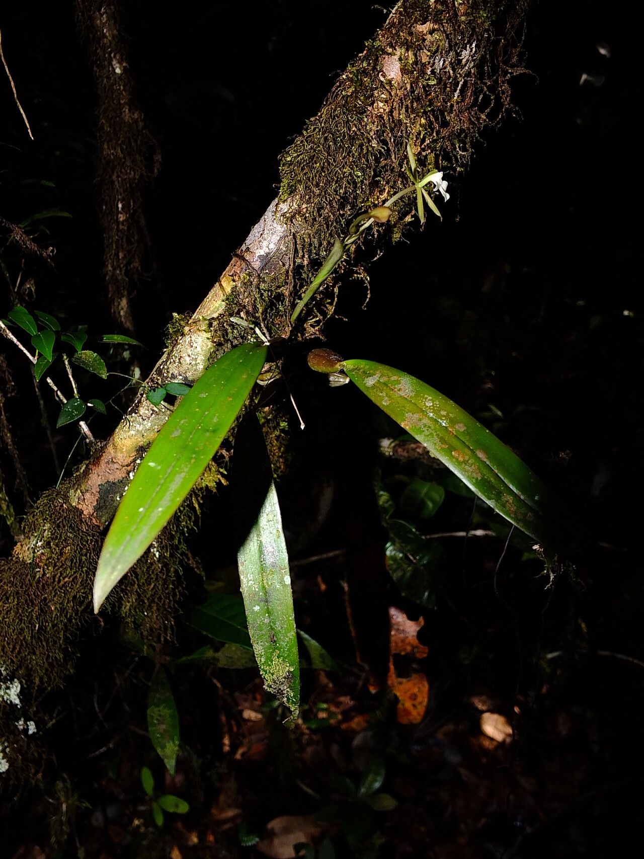 Epidendrum purpurascens habit