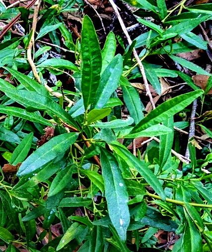 Beyeria viscosa — related species from the same genus