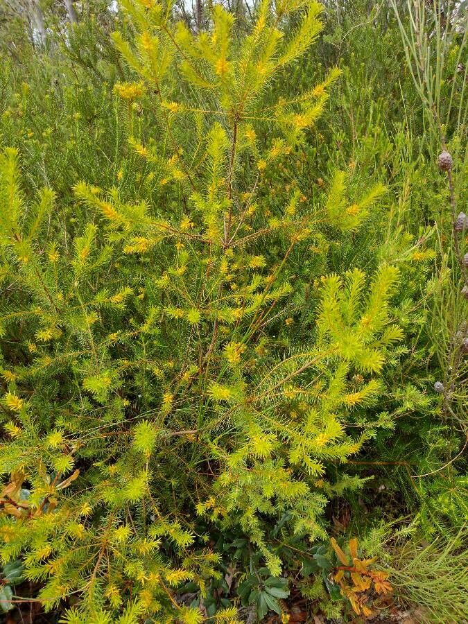 Persoonia isophylla habit