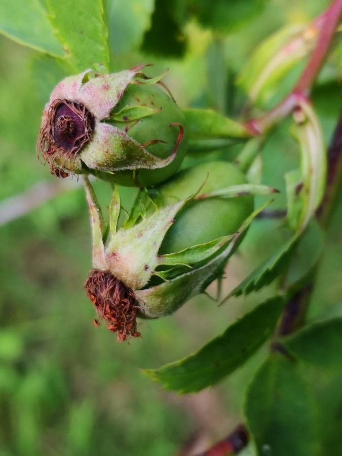 Rosa multibracteata fruit