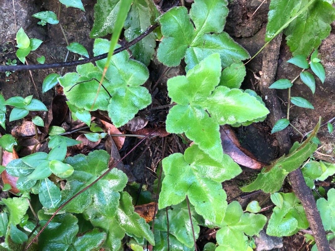 Hemionitis palmata leaf