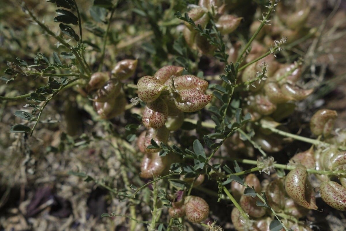 Sphaerophysa salsula — houseplant care guide