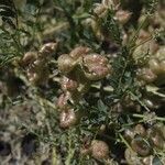 Sphaerophysa salsula