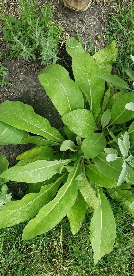Verbascum olympicum leaf