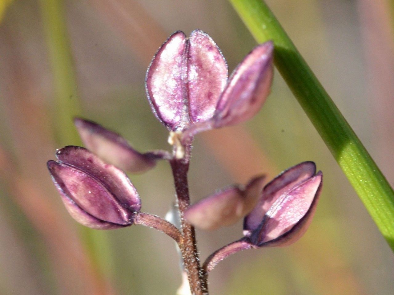 Lepidium nitidum fruit