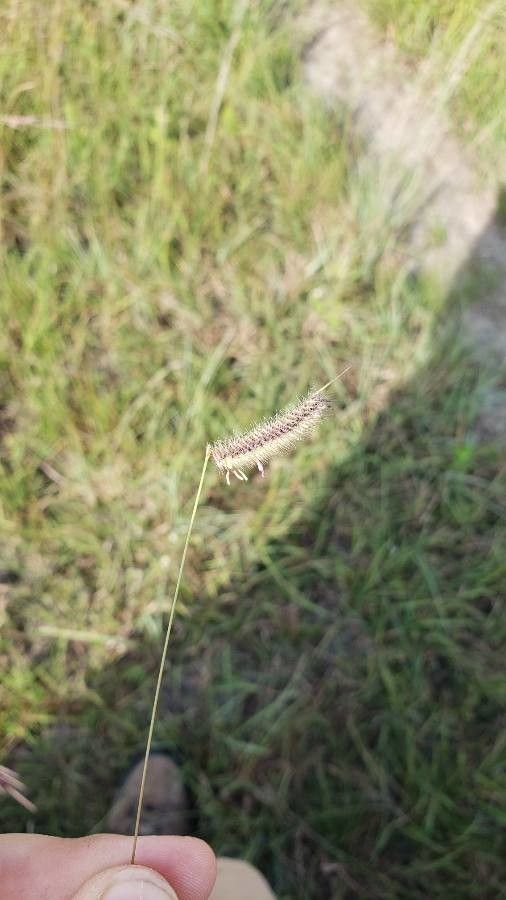 Chondrosum gracile fruit