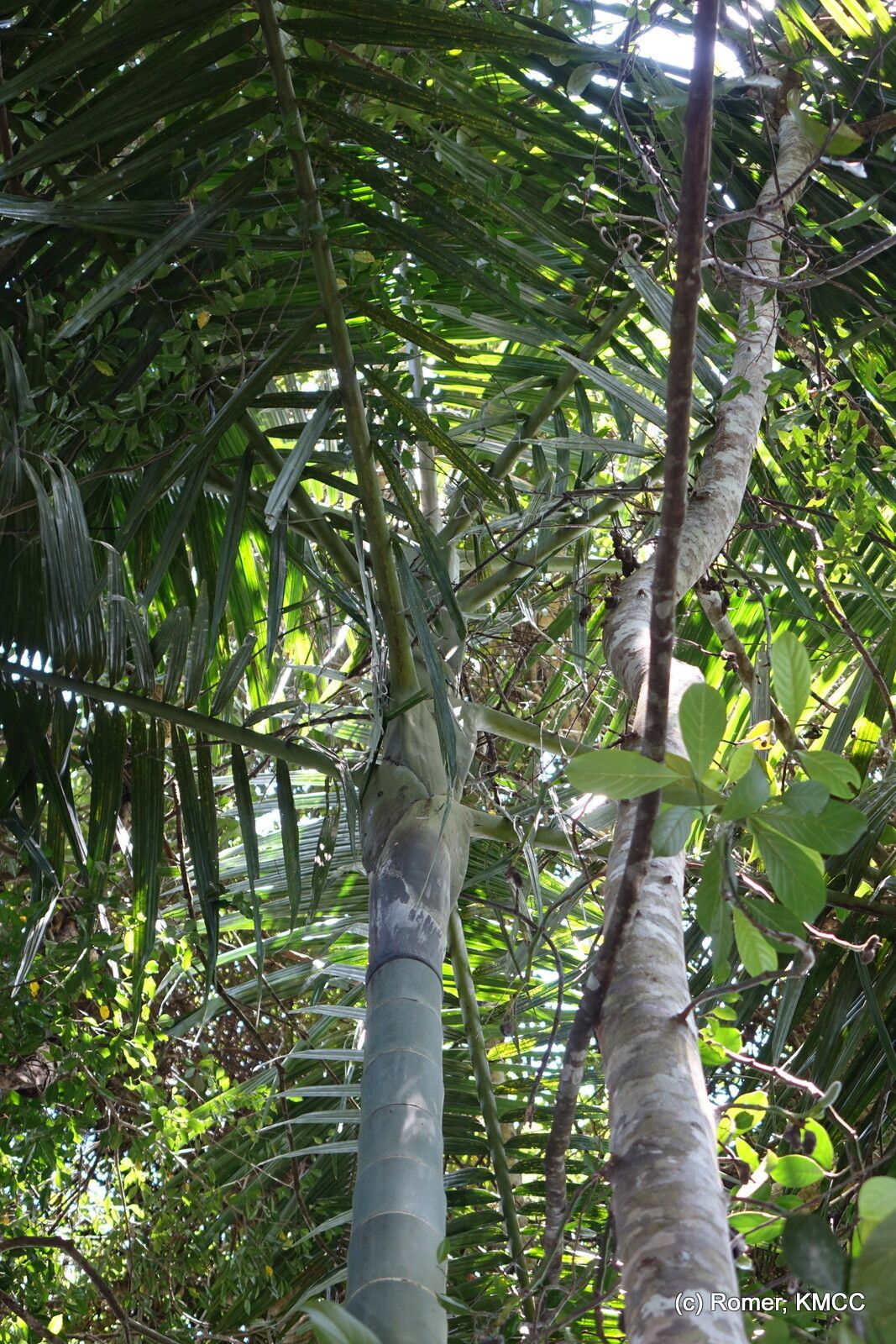 Dypsis ifanadianae bark
