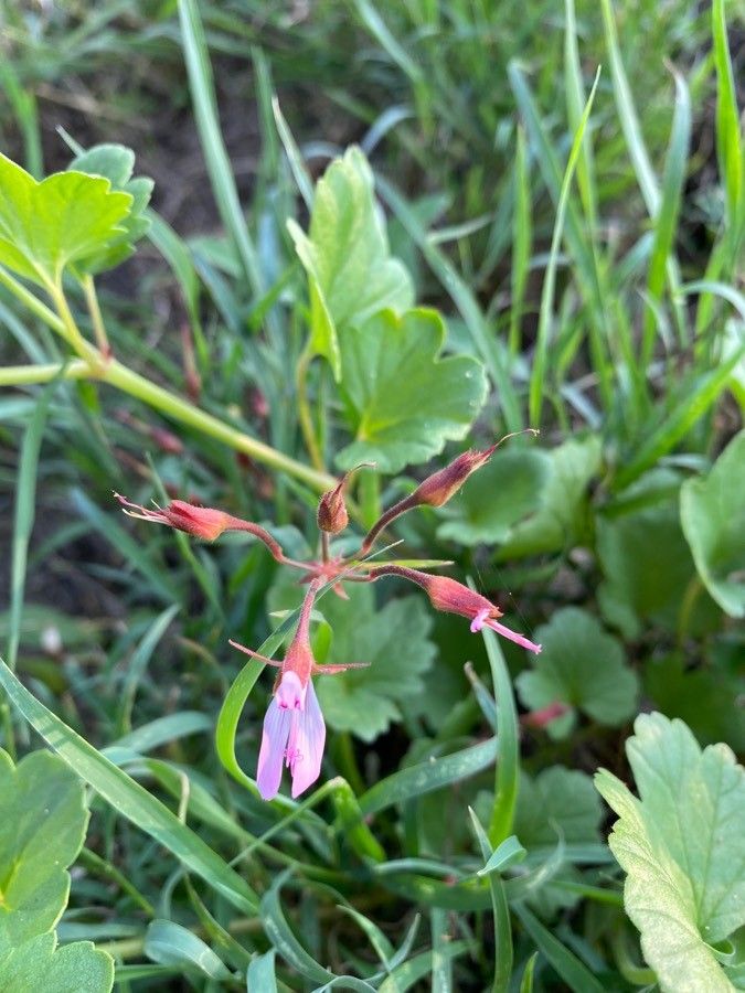 Pelargonium glechomoides fruit