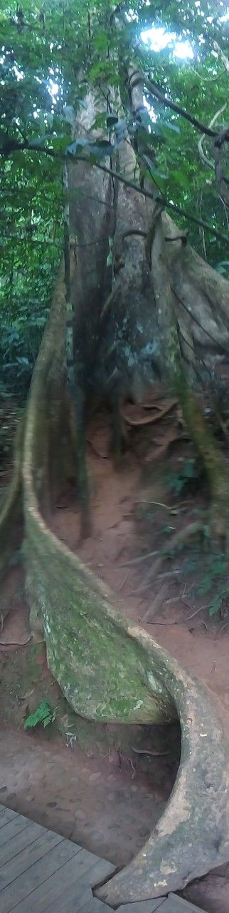 Tetrameles nudiflora habit