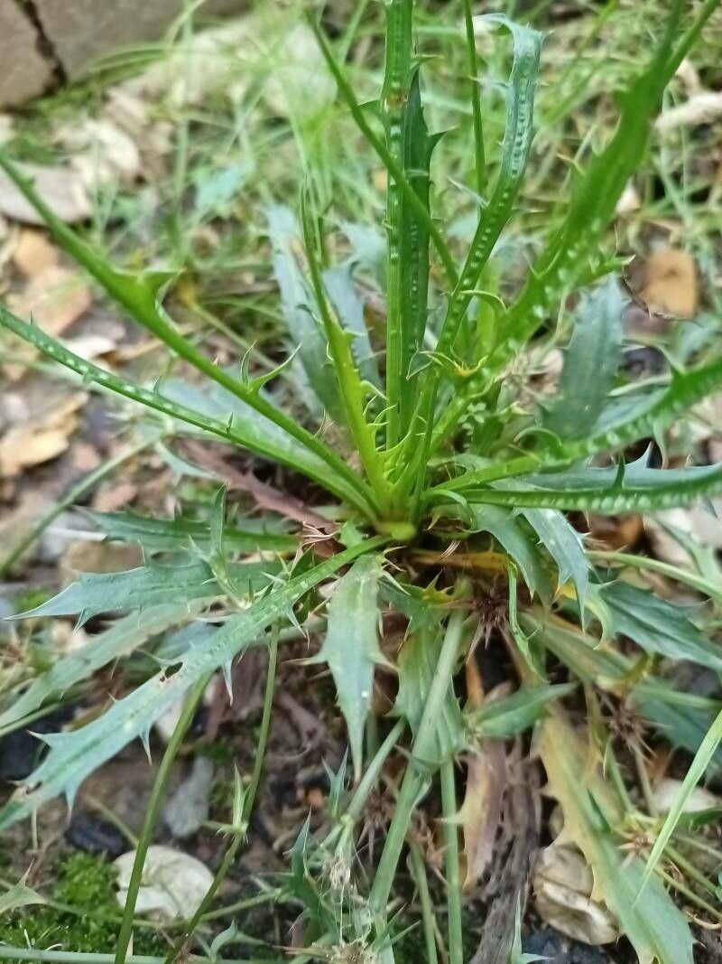 Eryngium vesiculosum — search result for 'Eryngium'