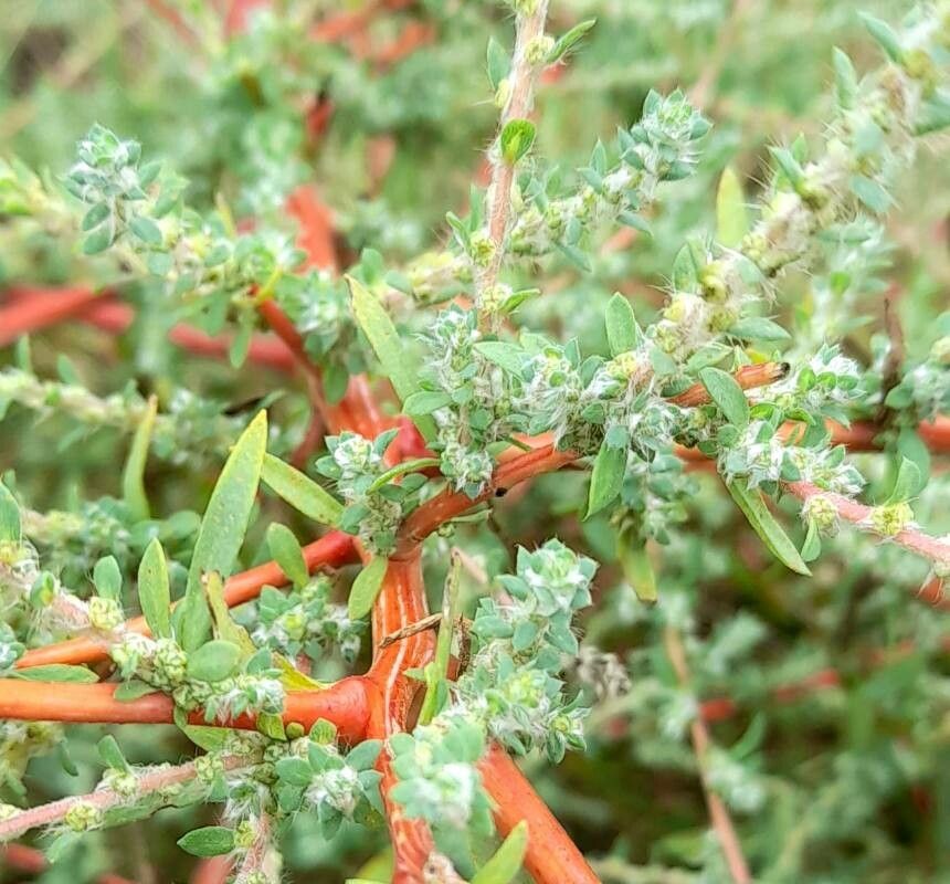 Bassia hyssopifolia — related species from the same genus