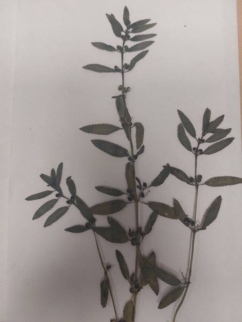 Mercurialis elliptica fruit